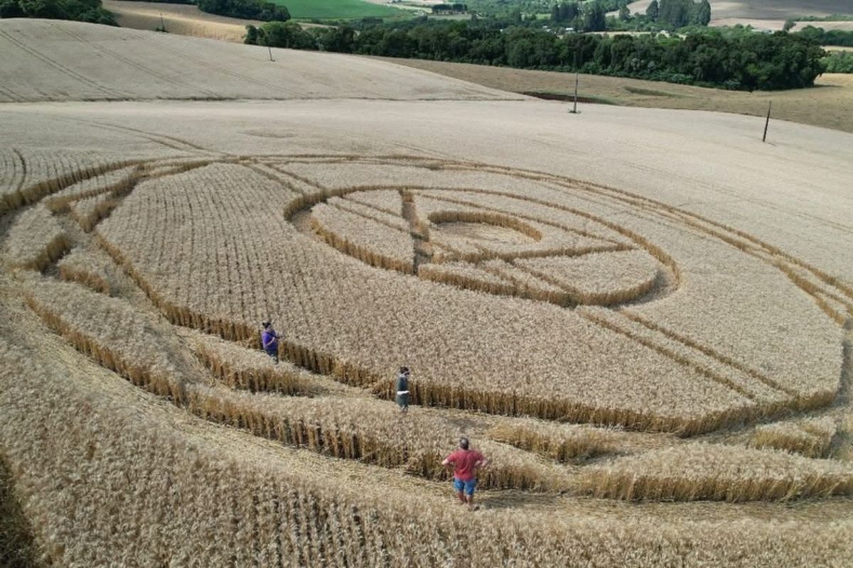 Agroglifo misterioso volta a aparecer em SC e intriga moradores
