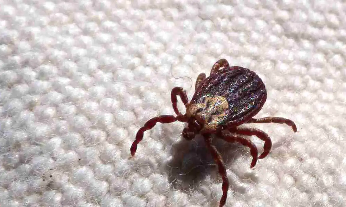 Febre maculosa causa mais duas mortes no interior de São Paulo