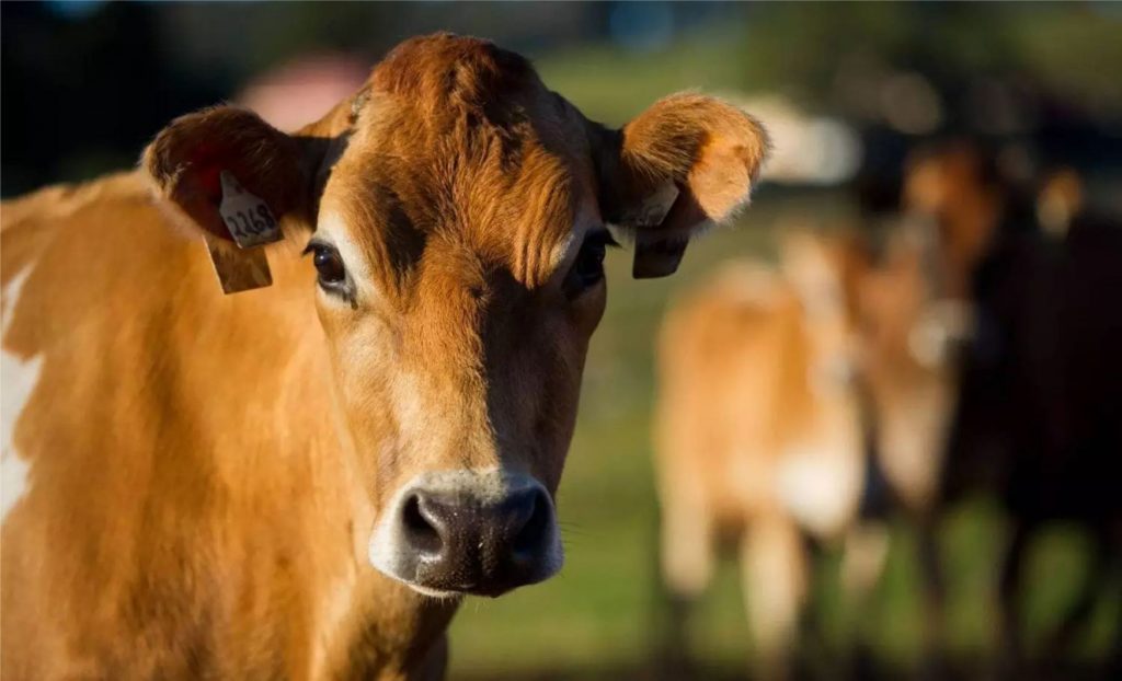 O evento do ano: 1º Encontro Nacional da Raça Jersey – Ciência, Tradição e Futuro