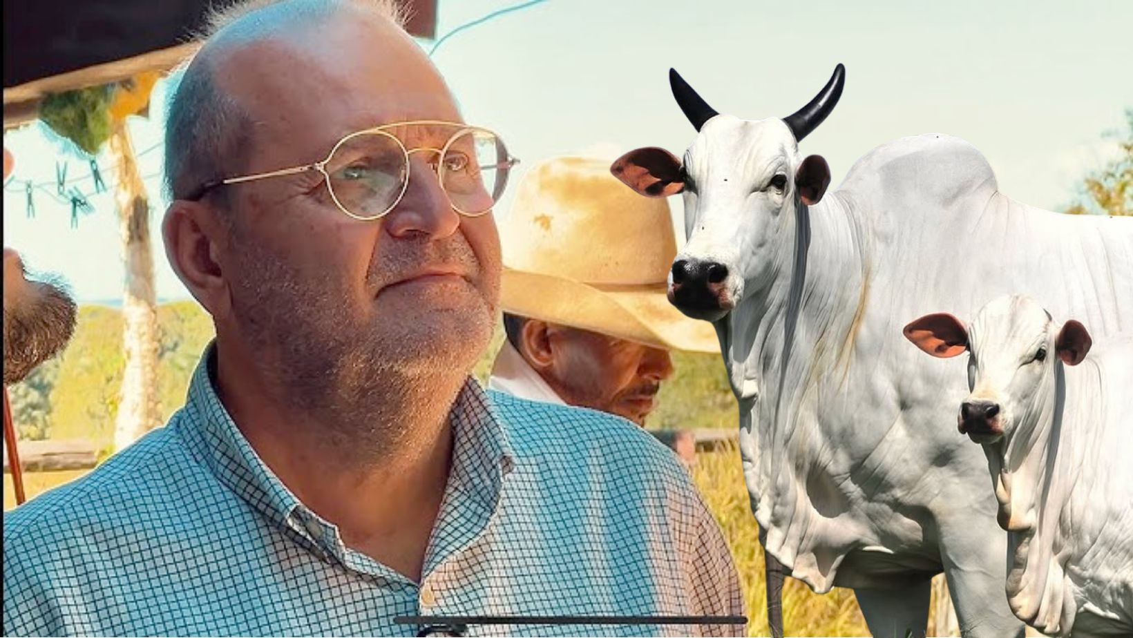 Pecuarista afirma que aumento do peso ao nascer dos bezerros Nelore é um defeito