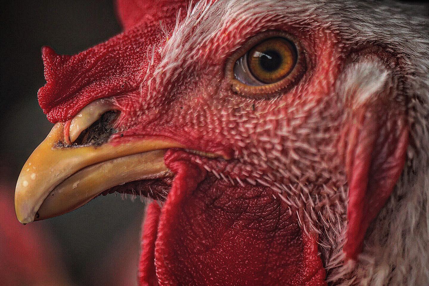 Você é mais inteligente que uma galinha? Elas conseguem memorizar 100 rostos