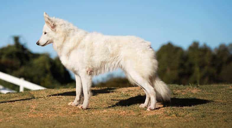 Conheça o “cão boiadeiro brasileiro” – Pastor da Mantiqueira – que encanta fazendeiros