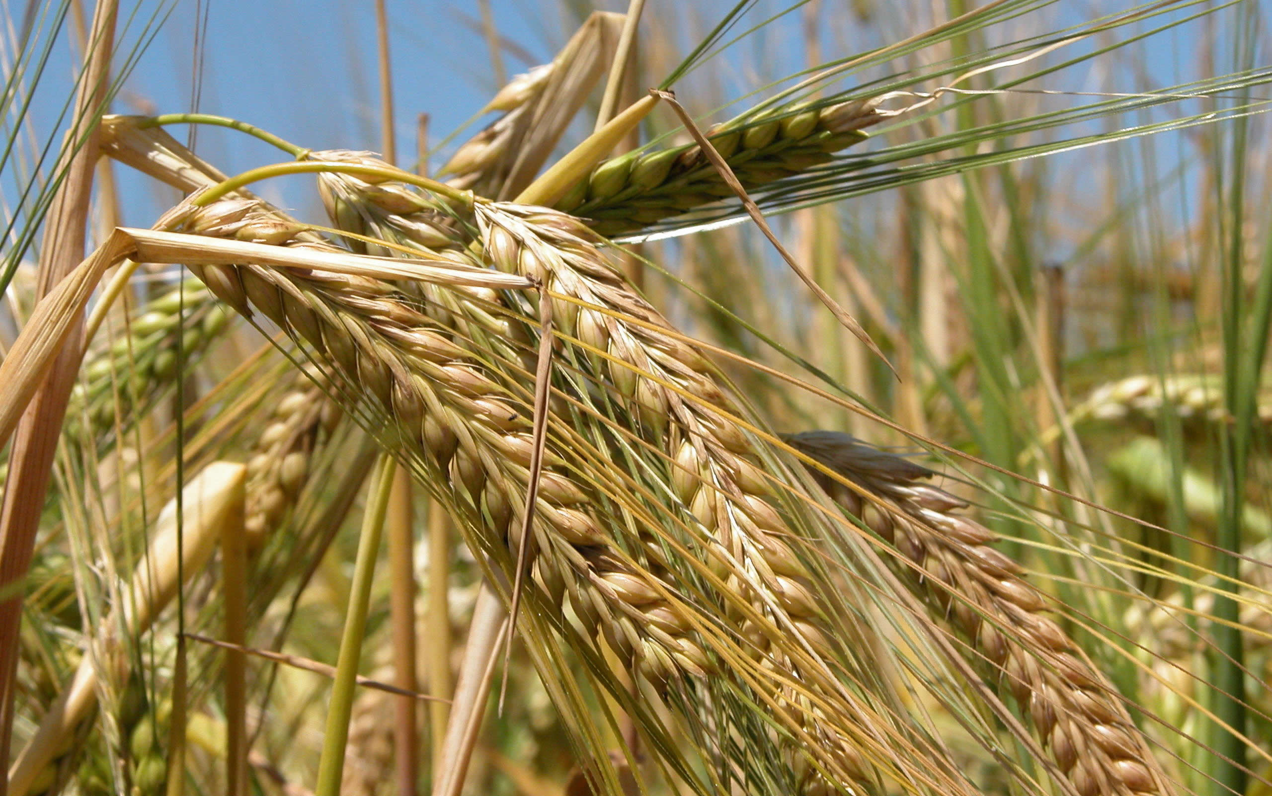 Capal, no PR, colhe 58,7 mil t de cevada, 12% acima do projetado