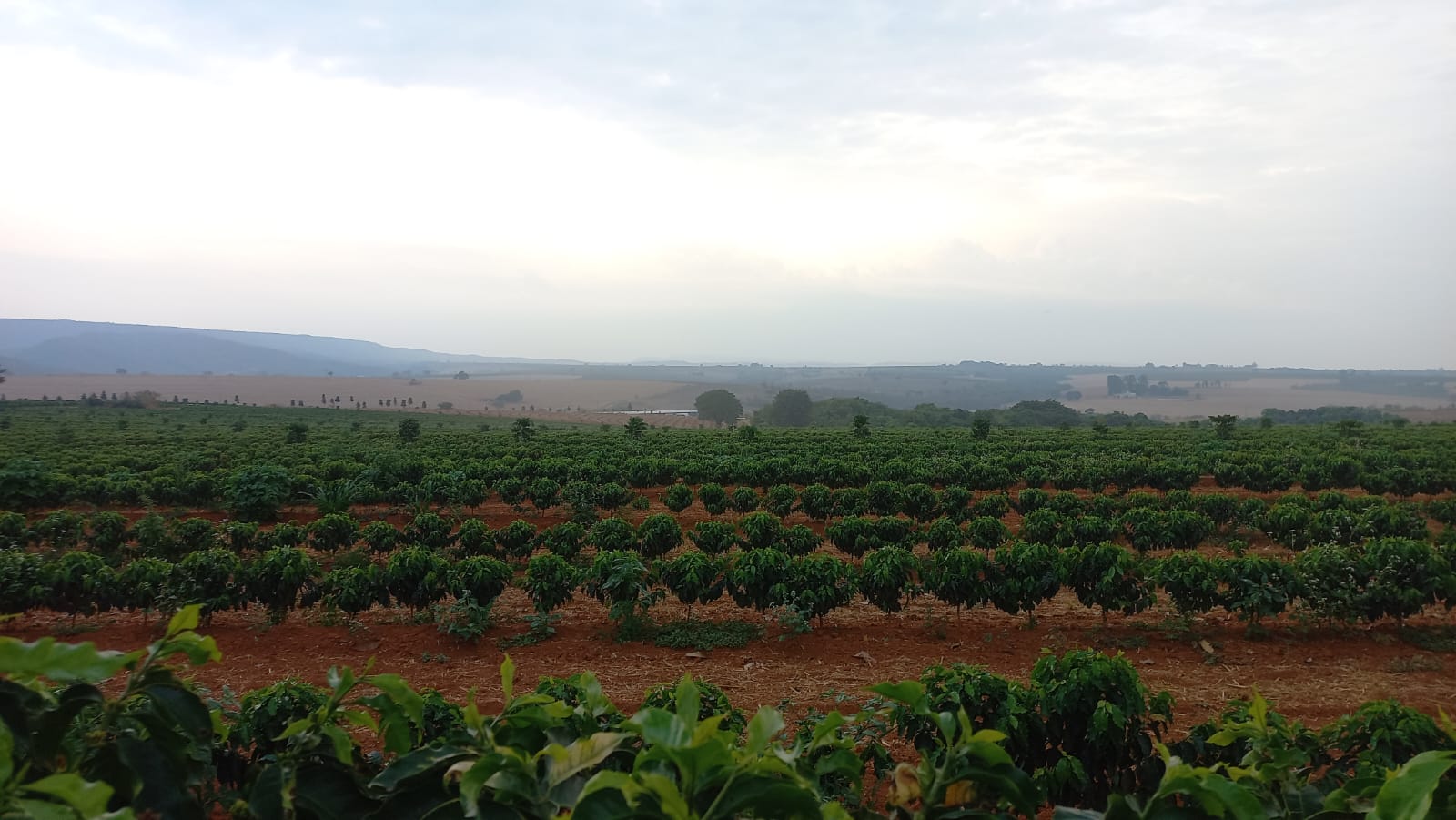 Práticas agrícolas inovadoras e responsáveis melhoram a sustentabilidade na cafeicultura mineira