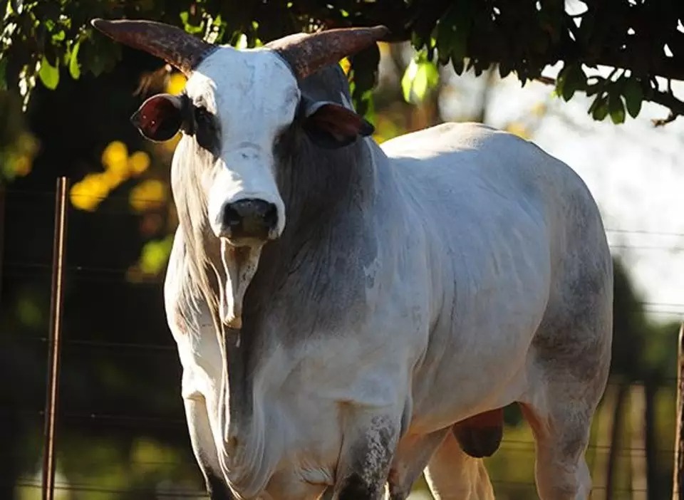 Projeto Qualigen distribui sêmen de reprodutores de destaque para pecuaristas familiares