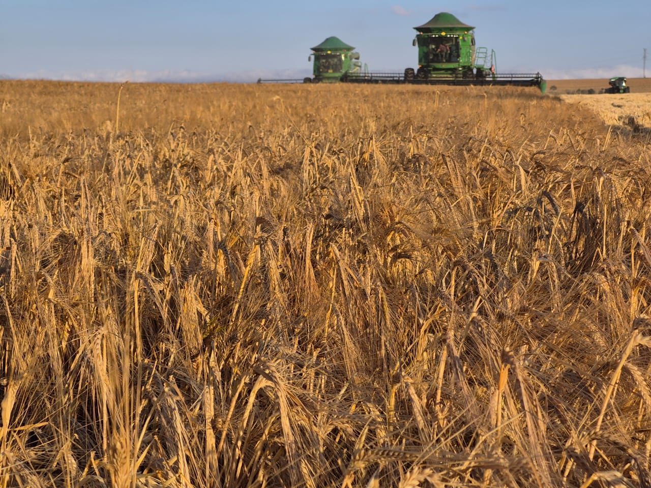 Capal colhe 58,7 mil toneladas de cevada, supera expectativas e comemora qualidade superior