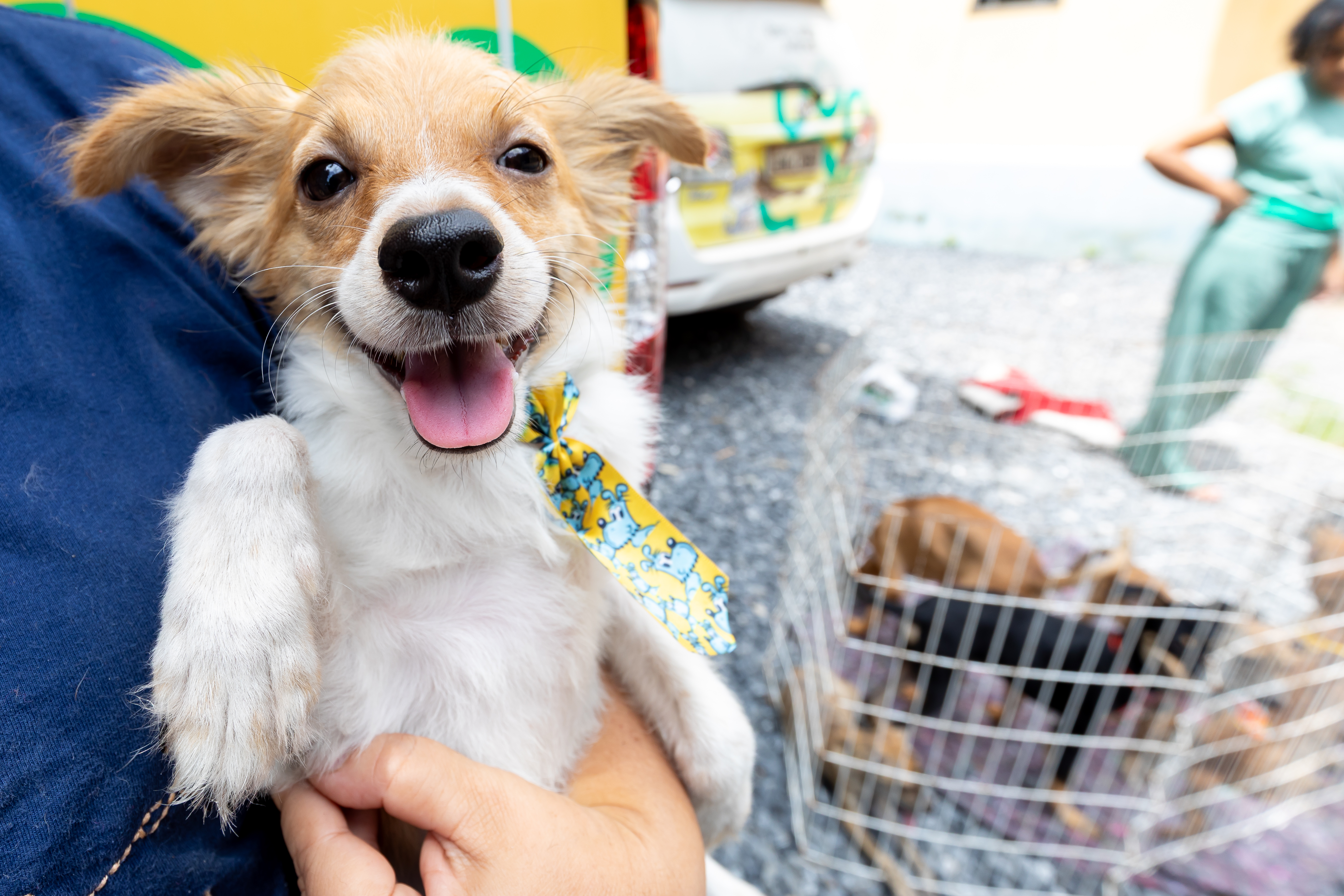 Prefeitura reduz custos veterinários em mais de 50% e amplia atendimentos em Cuiabá