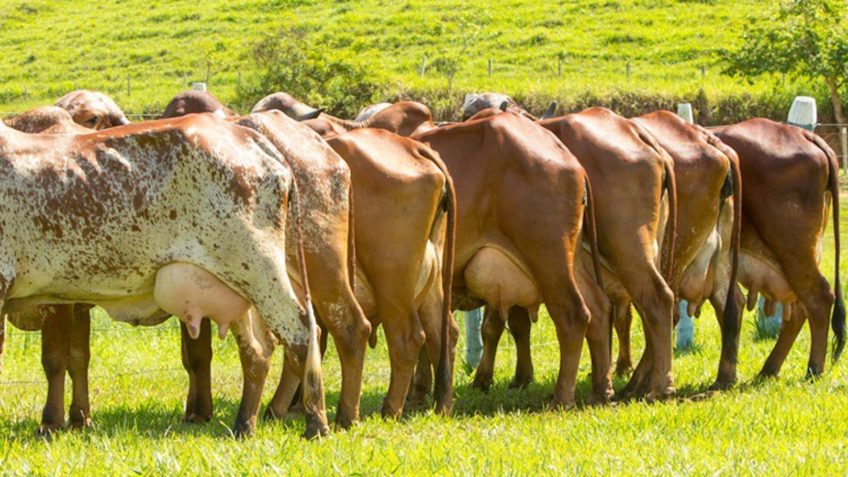 Governo cria grupo de trabalho para fortalecer produtores de leite