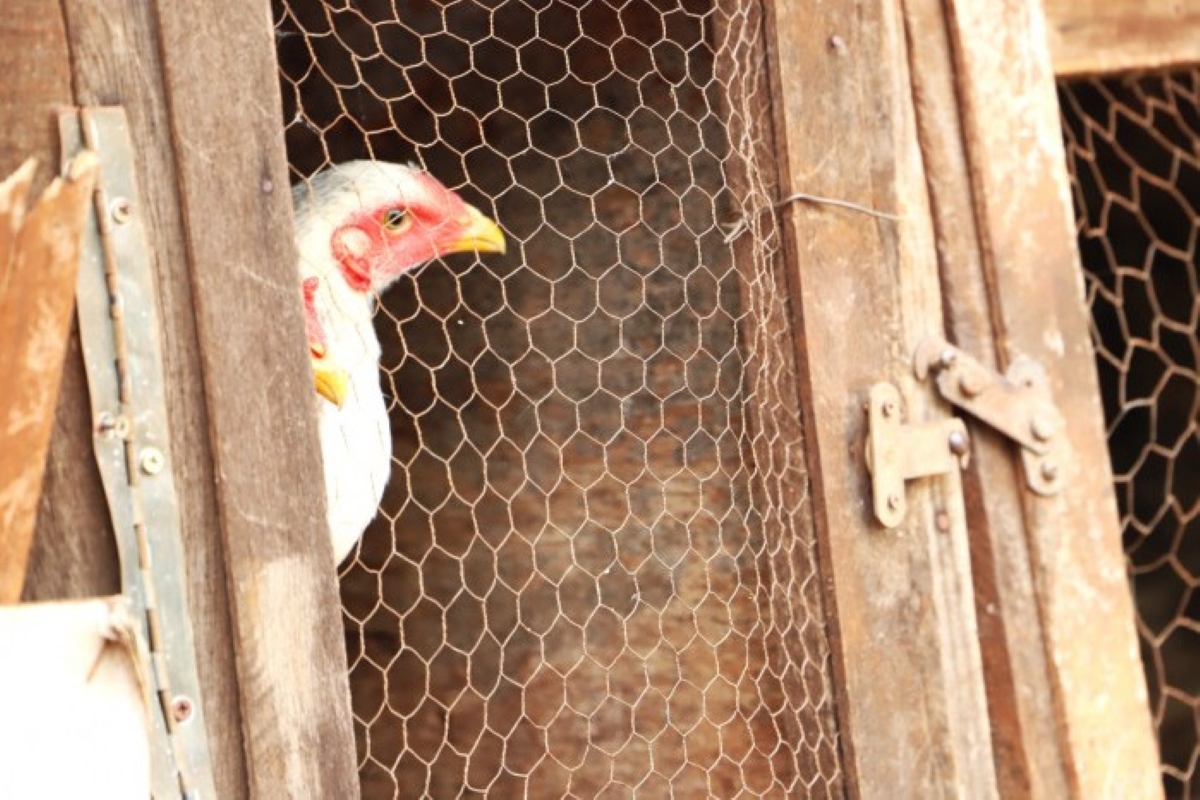 Gripe aviária: China suspende proibição de importações do Brasil