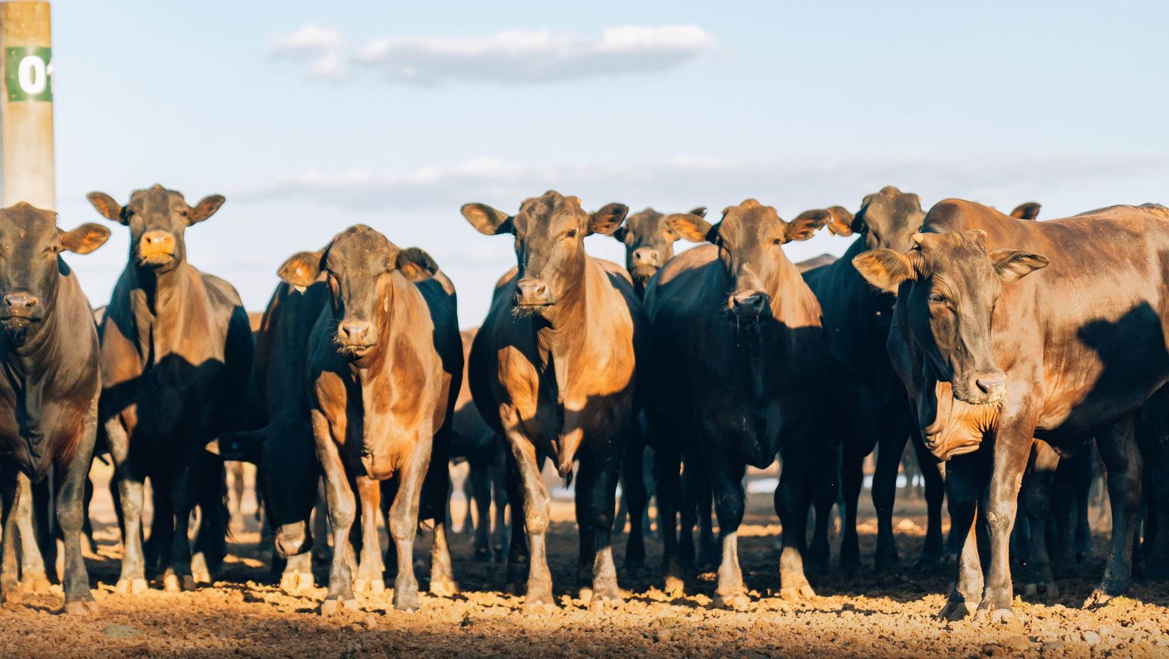O Brasil vai alimentar o mundo e a pecuária é o caminho