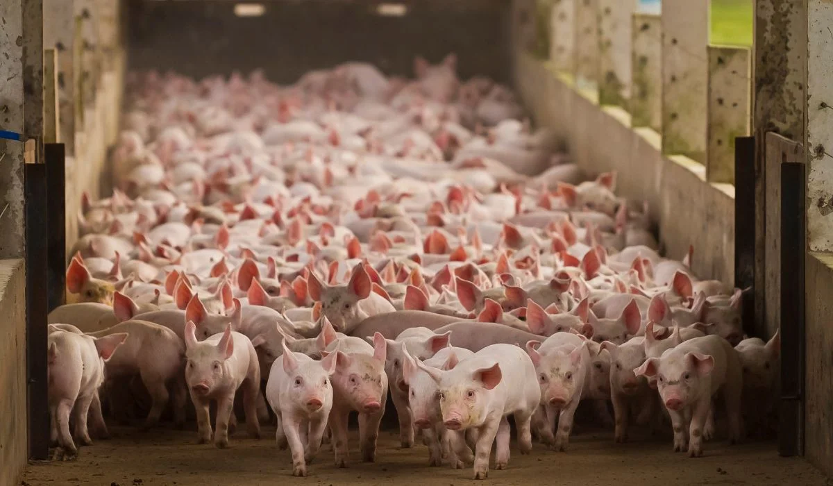 “Império do Porco”: cidade do Paraná domina a suinocultura brasileira