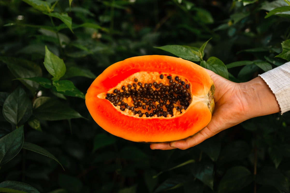 Nutricionista revela se é saudável comer mamão todos os dias
