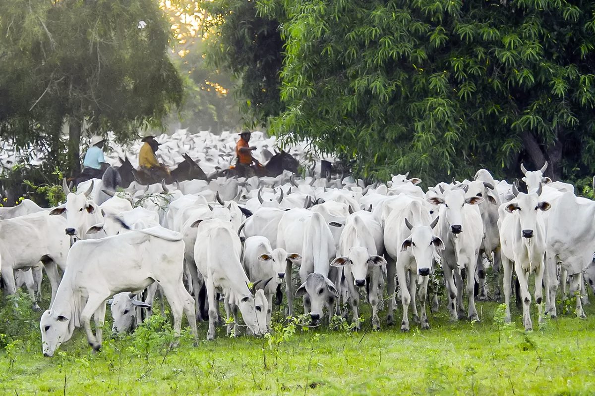 Aberturas de mercado para o Brasil no Líbano e na Tanzânia
