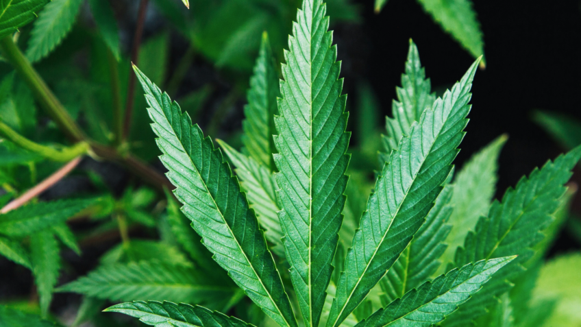 Apoiada por Trump, maconha tem novo status para farmacêuticas