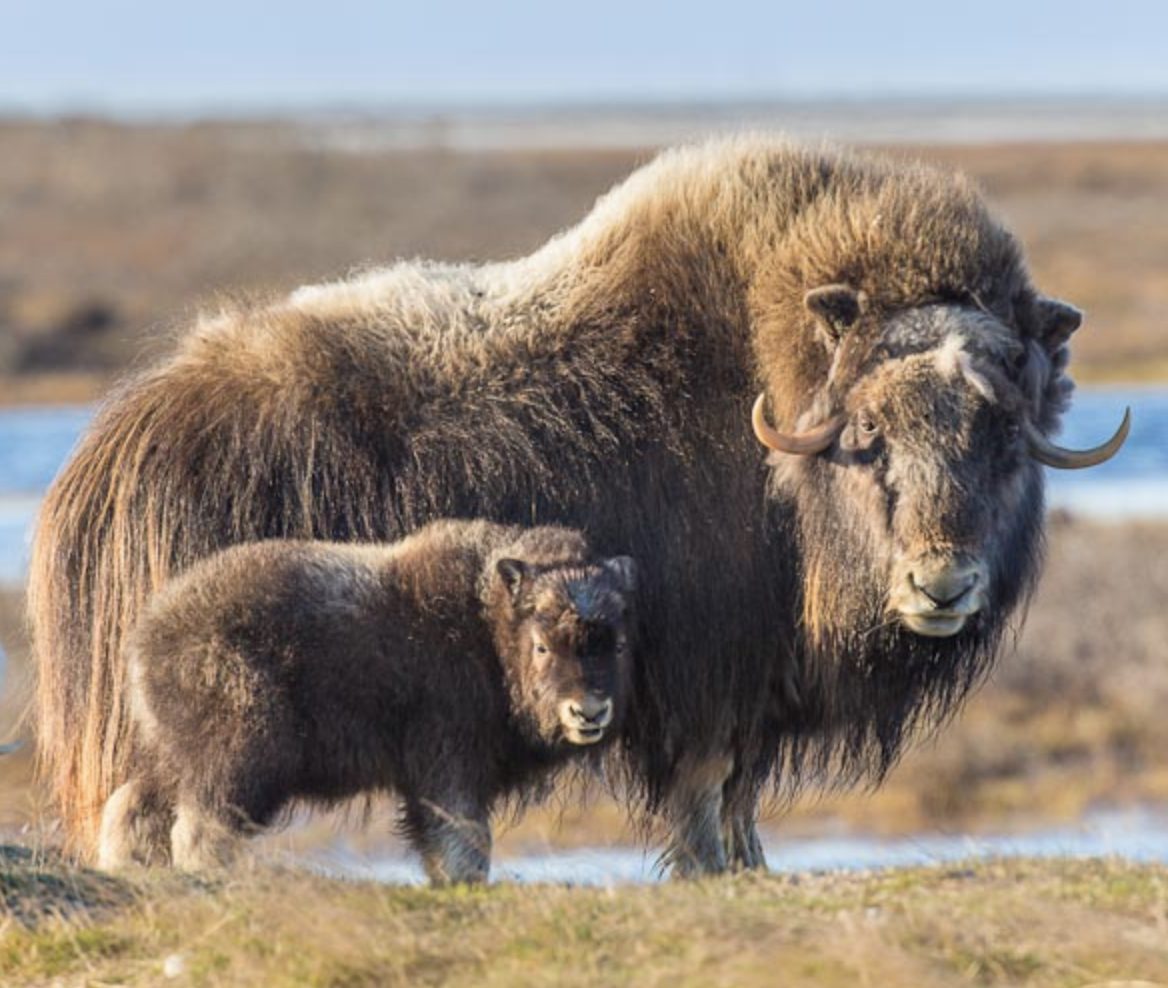 Pequeno gigante do gelo: o filhote de boi-almiscarado