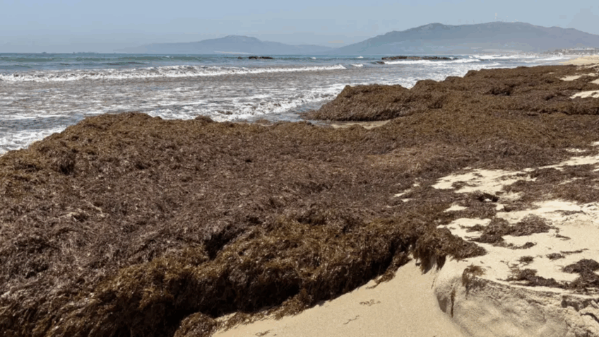 Como alga invasora ameaça pesca e turismo no Mediterrâneo