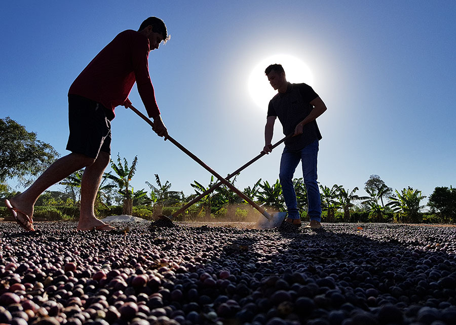 Tarifaço dos EUA derruba 51,5% das exportações brasileiras de café e acende alerta para perda de mercado