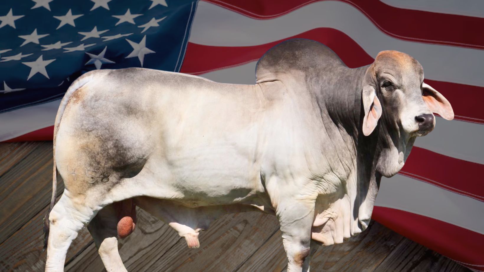 Brahman: o gigante que transformou a pecuária dos Estados Unidos