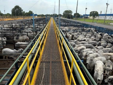 Maior etapa da história do Circuito Nelore de Qualidade tem recorde de 6.550 animais avaliados