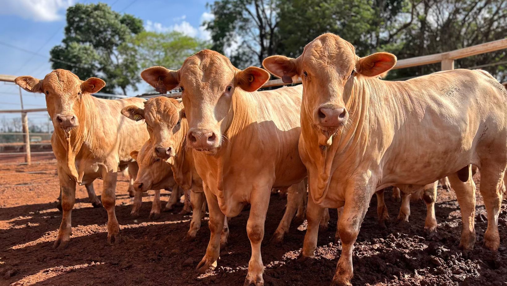 Prova Canchim 2025 eleva padrões de eficiência e sustentabilidade na pecuária brasileira