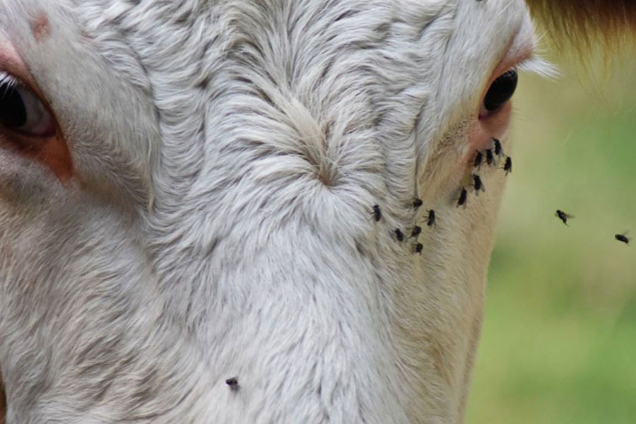 Boi: USDA abre nova instalação de dispersão de moscas estéreis no México