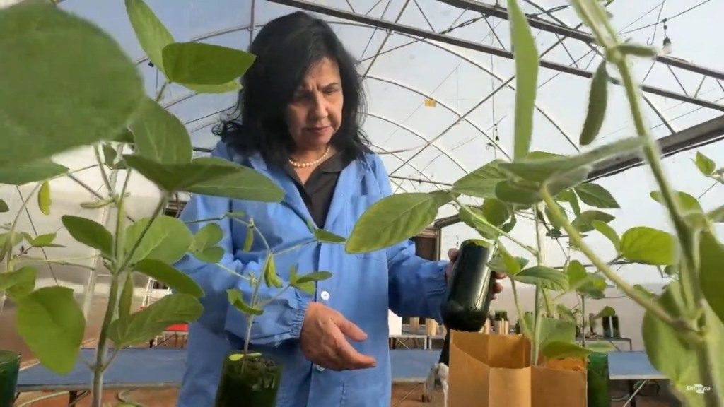 Além de maior produtor mundial, Brasil pode elevar o uso de bioinsumos para 50%, diz Mariangela Hungria