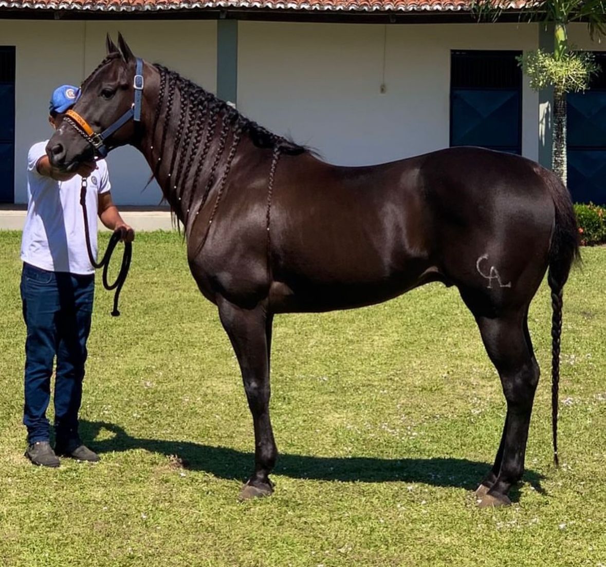 Nem todo cavalo preto é preto: o segredo por trás da pelagem Smoky Black que intriga os criadores