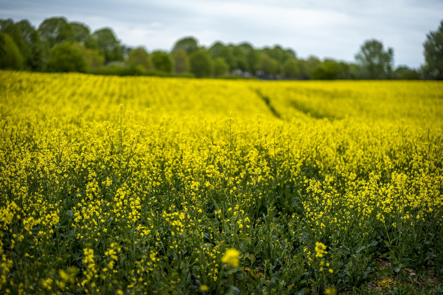3tentos inicia processamento de canola no RS