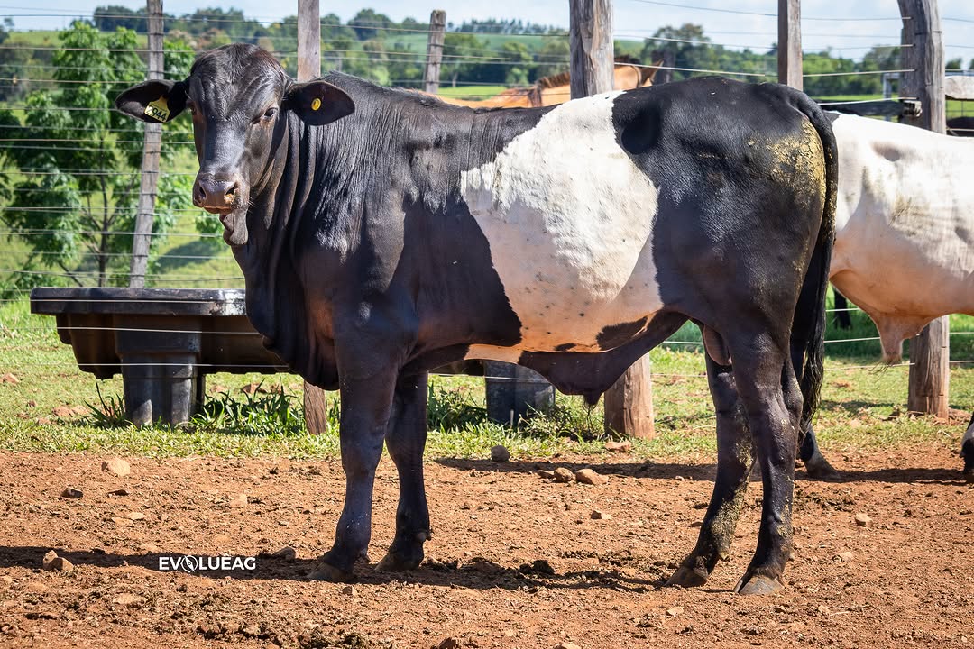 Você sabe qual cruzamento é esse? Pecuaristas apostam nessa revolução com o gado Nelore