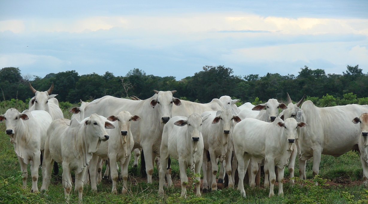 Alimentação estratégica: o que oferecer para vacas de descarte engordarem mais rápido