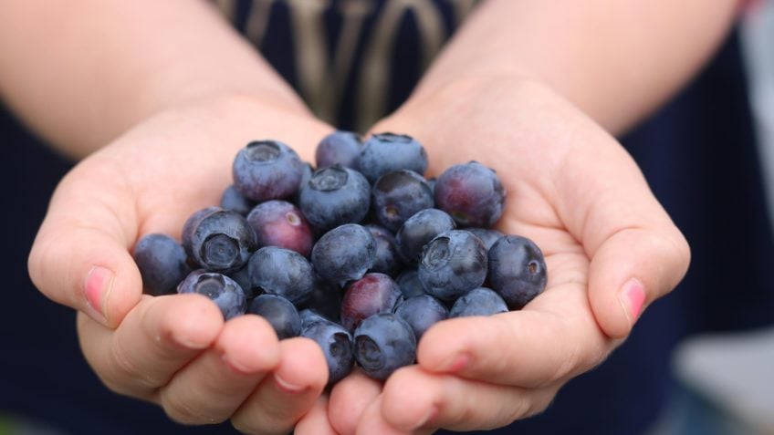 Jabuticaba ajuda no controle do apetite e a cognição, diz estudo