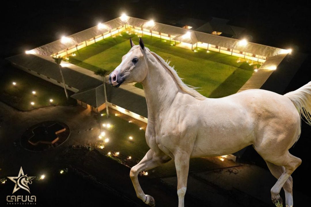 Leilão Cafula Experience traz genética campeã e estrutura de peso para o Potro do Futuro ABQM de Vaquejada
