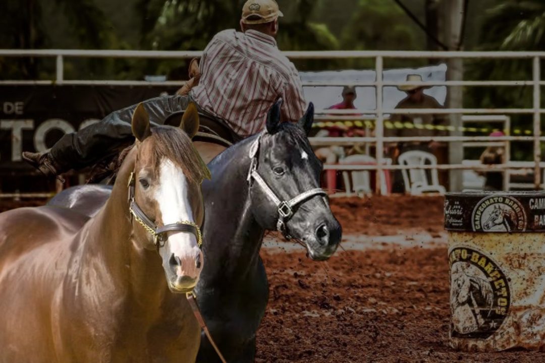 Leilão Ana Dantas Ranch Edição Barrel Horses promete noite histórica para os Três Tambores