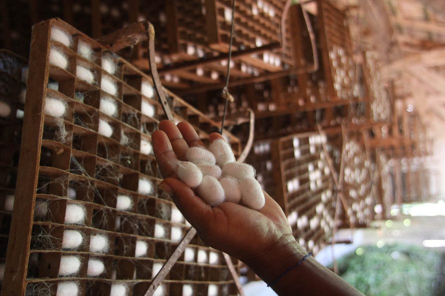 Como o Brasil se tornou um dos gigantes mundiais na produção de seda