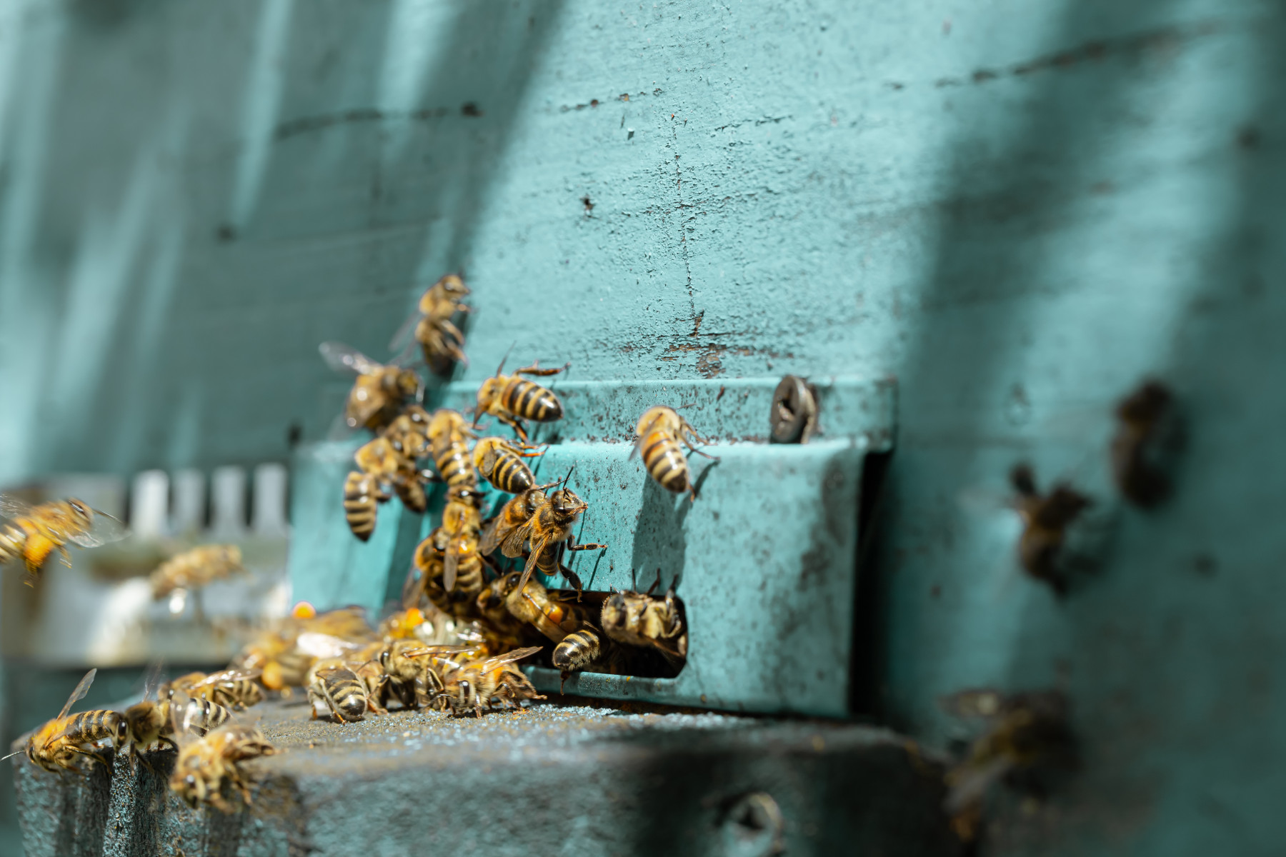 Diálogo e formalização impulsionam o sucesso da apicultura no agronegócio