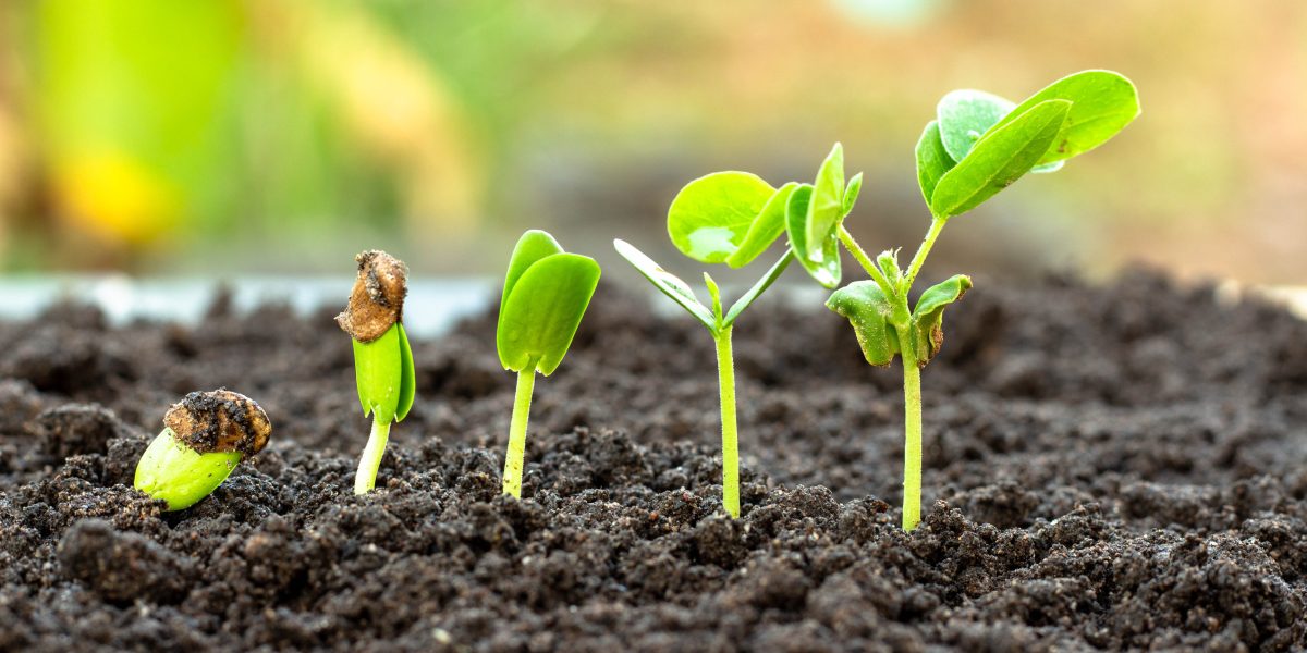 Prazo para a regulamentação da nova Lei de Bioinsumos termina em dezembro 2025