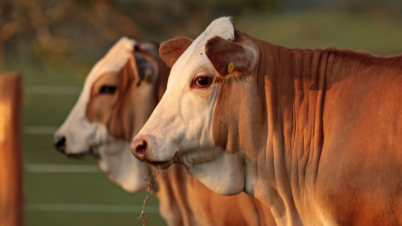 Você já ouviu falar em “lavoura de carne”? Sistema ajuda a produzir até 40@ por hectare