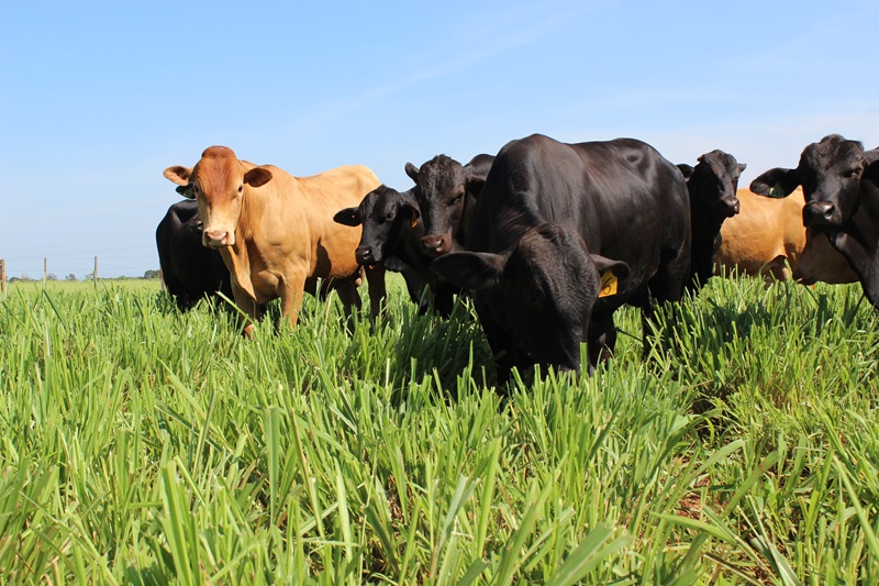 Carne Baixo Carbono é anunciada na COP30 pela Embrapa e fortalece a pecuária sustentável