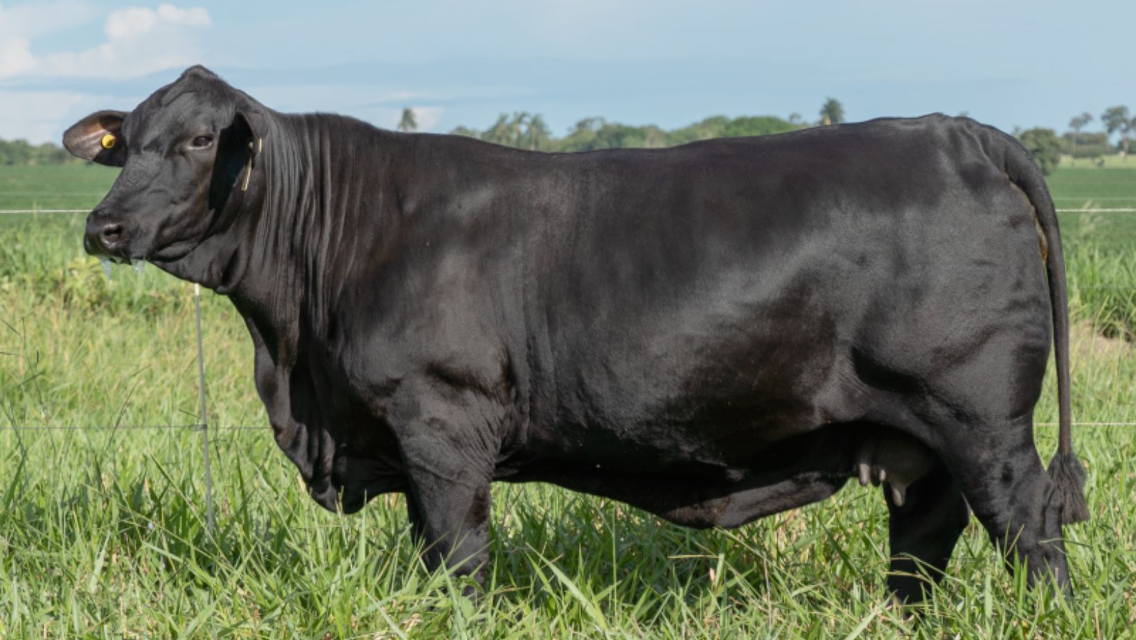 Brangus em alta: o sucesso do 1º Leilão Tarlim & HP – Brangus como você nunca viu