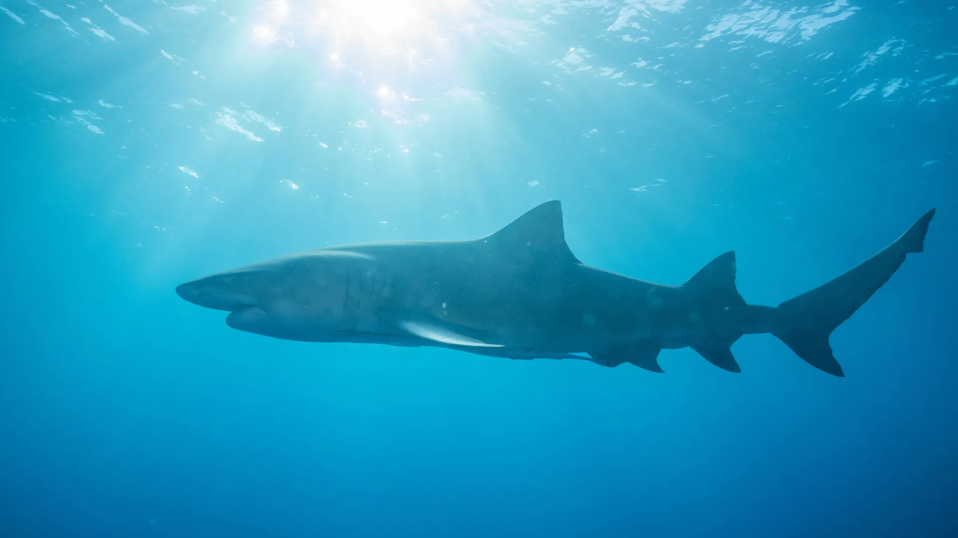 Ataque de tubarão mata jovem e fere outro em estado crítico na Austrália