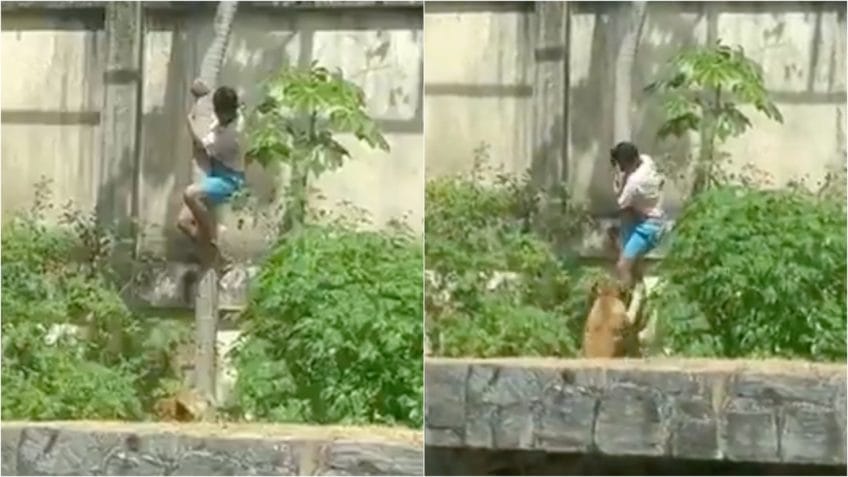 Leoa mata homem que invadiu jaula em zoológico de João Pessoa