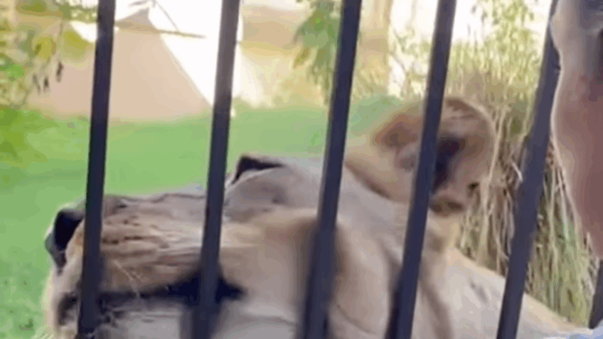 Veterinária mostra relação dócil com leoa que matou rapaz em João Pessoa