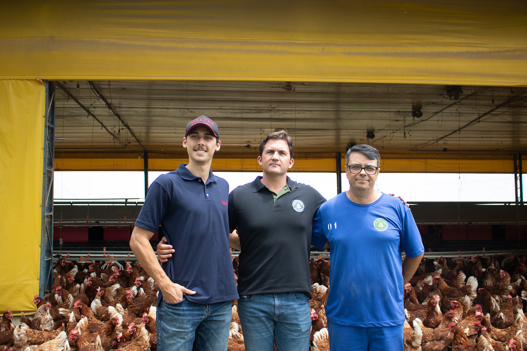 Inteligência artificial conta 140 mil ovos por dia com 99,9% de precisão e revoluciona a avicultura