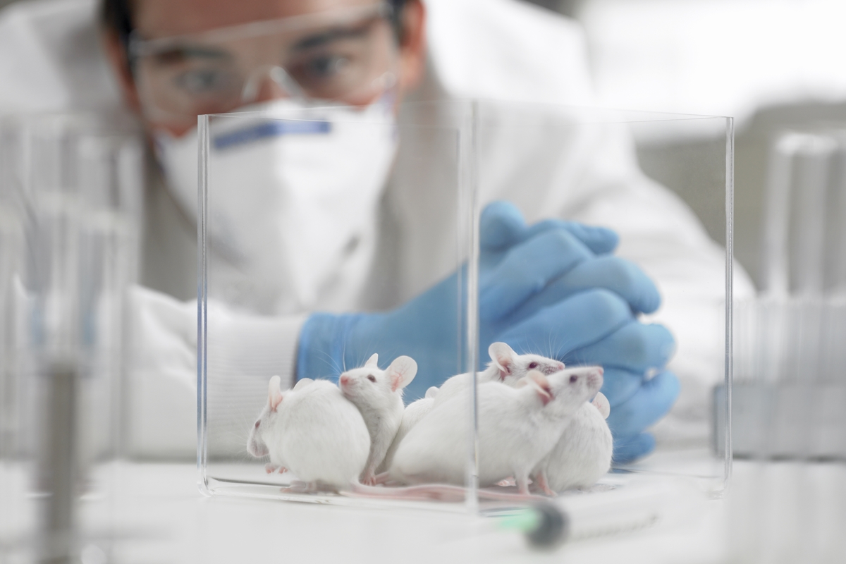 Cientistas conseguem aumentar expectativa de vida de ratos em 70%