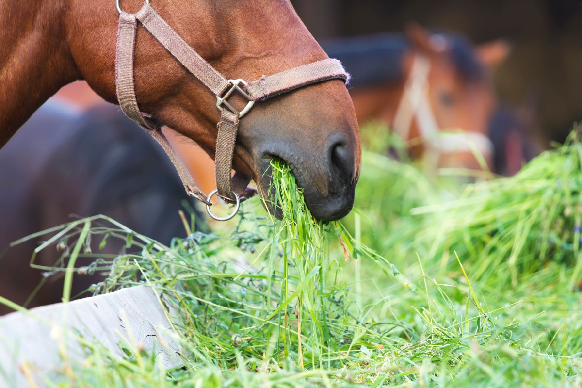 Capins que podem matar: veja quais forrageiras nunca oferecer ao seu cavalo