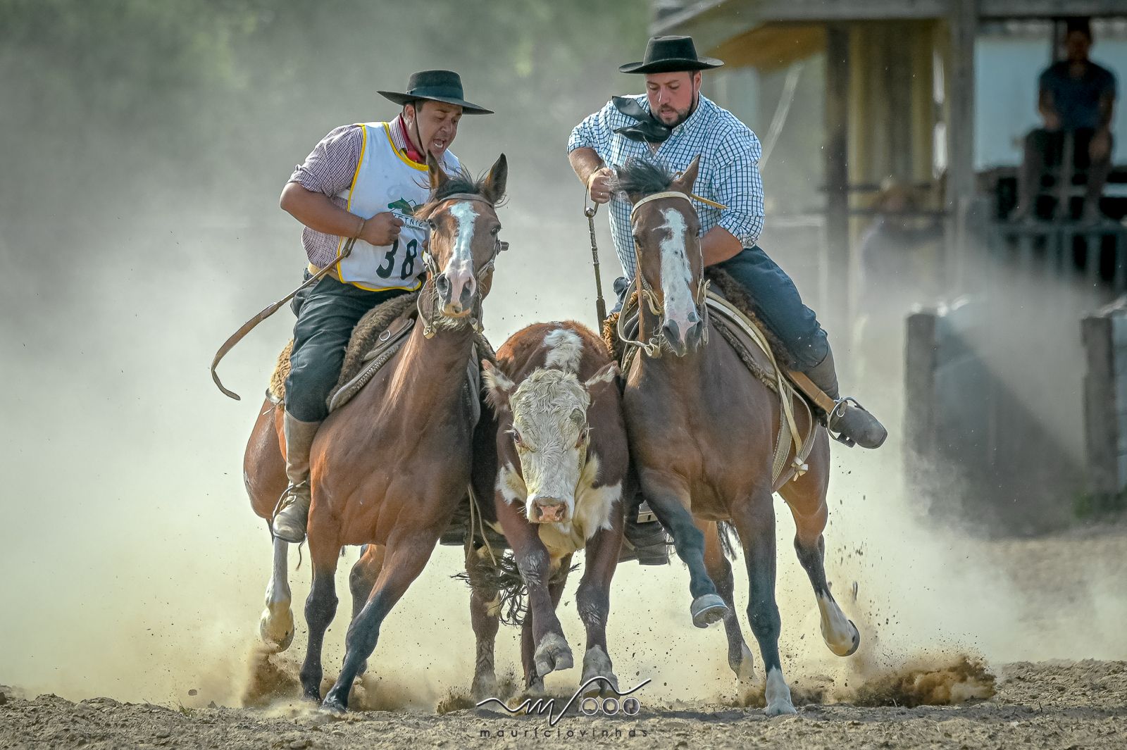 Cavalo Crioulo movimenta R$ 5,36 bilhões e gera mais de 160 mil empregos no Brasil