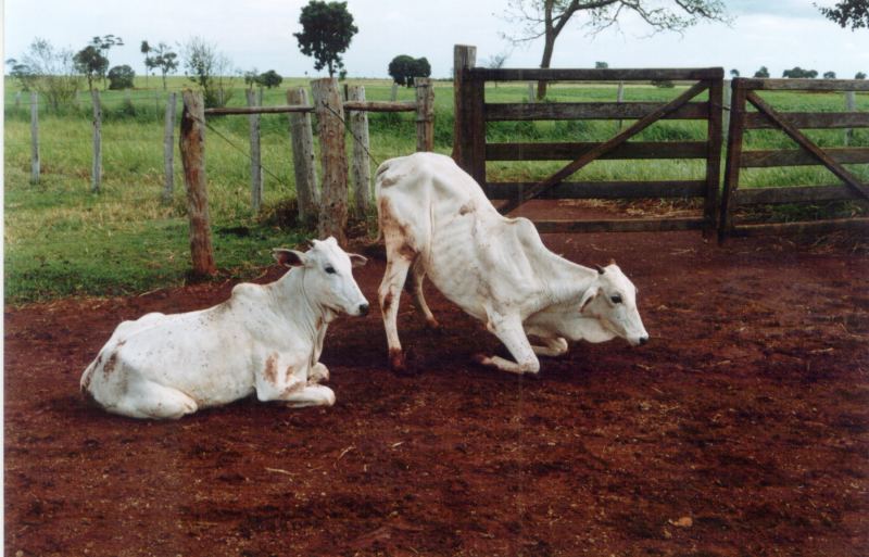 Sua vaca não levanta? Entenda o perigo da Hipocalcemia e como evitar