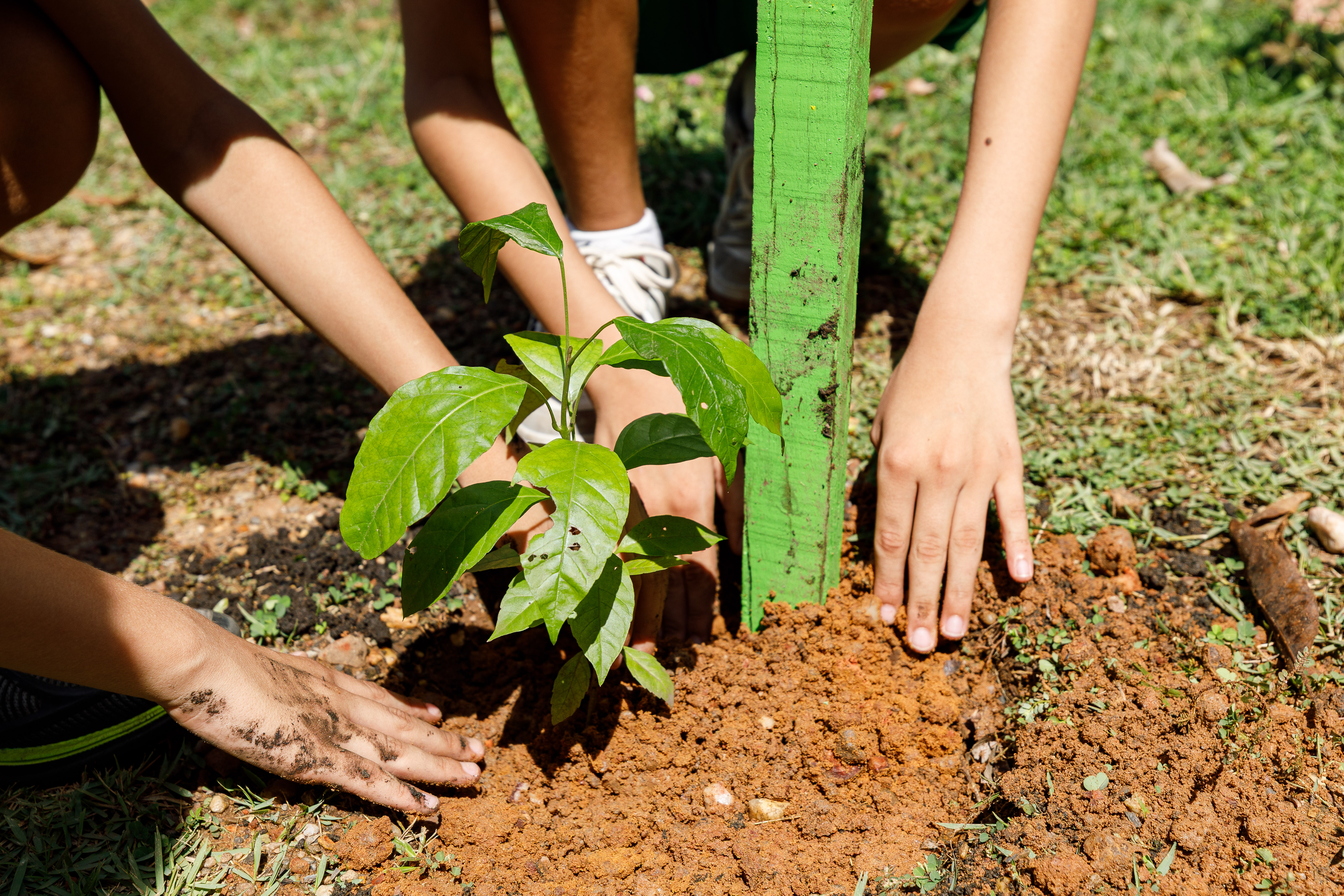 Prefeitura de Cuiabá promove “Dia do Voluntariado” com plantio no Parque Tia Nair