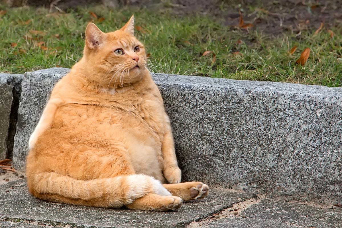 Empresa cria “caneta emagrecedora” para gatos e cachorros