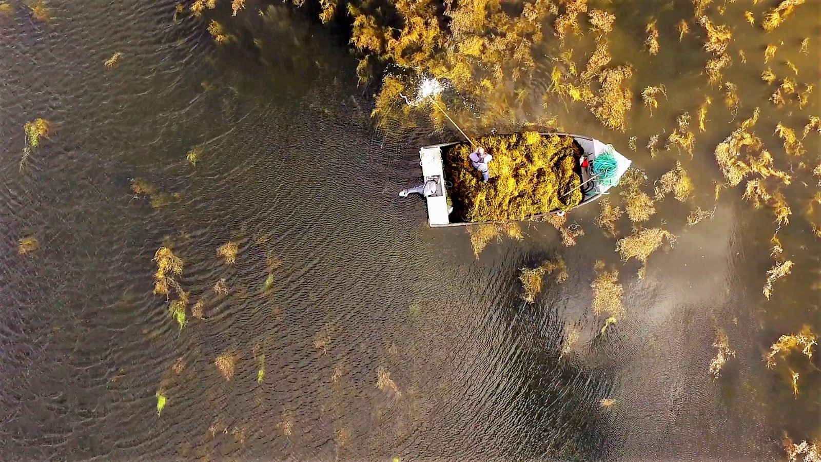 Extratos da alga Ascophyllum nodosum impulsionam eficiência e sustentabilidade na produção agrícola